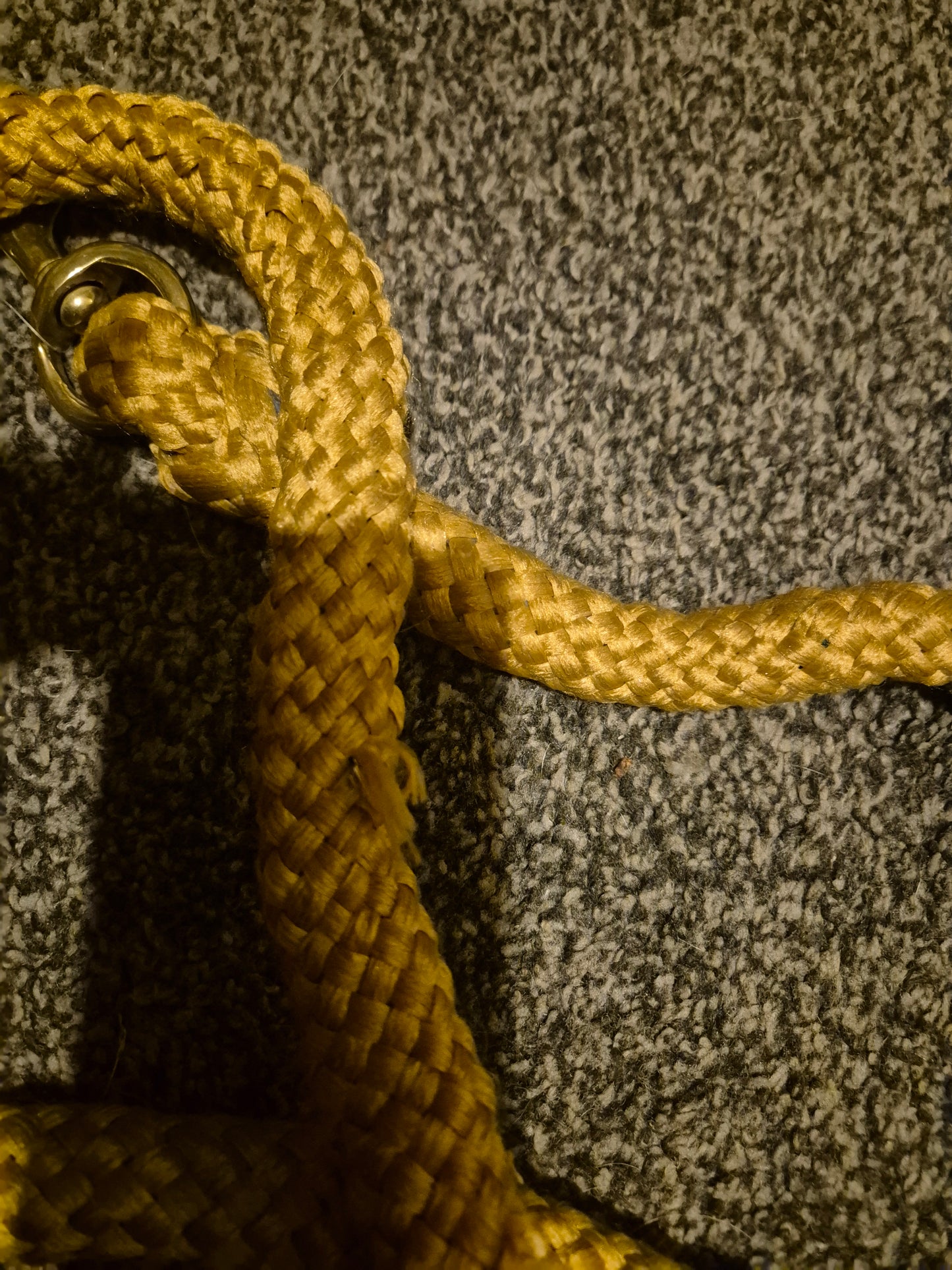 New Gold thick Leadrope (7)