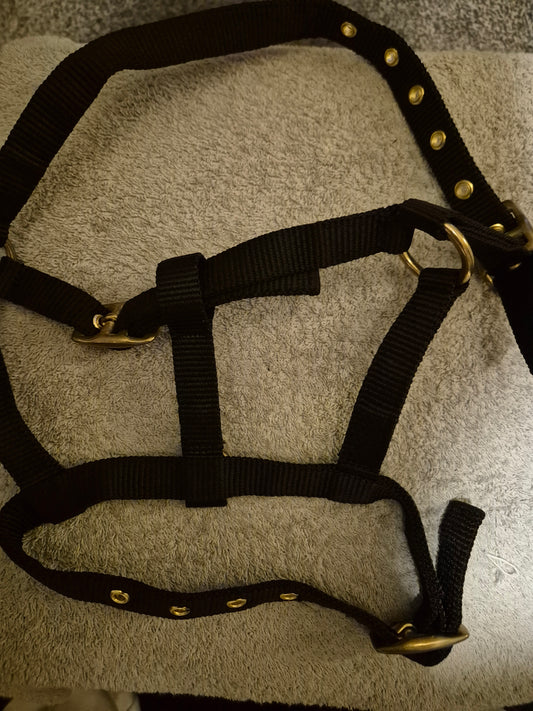 NEW Foal Headcollar- Black (27)