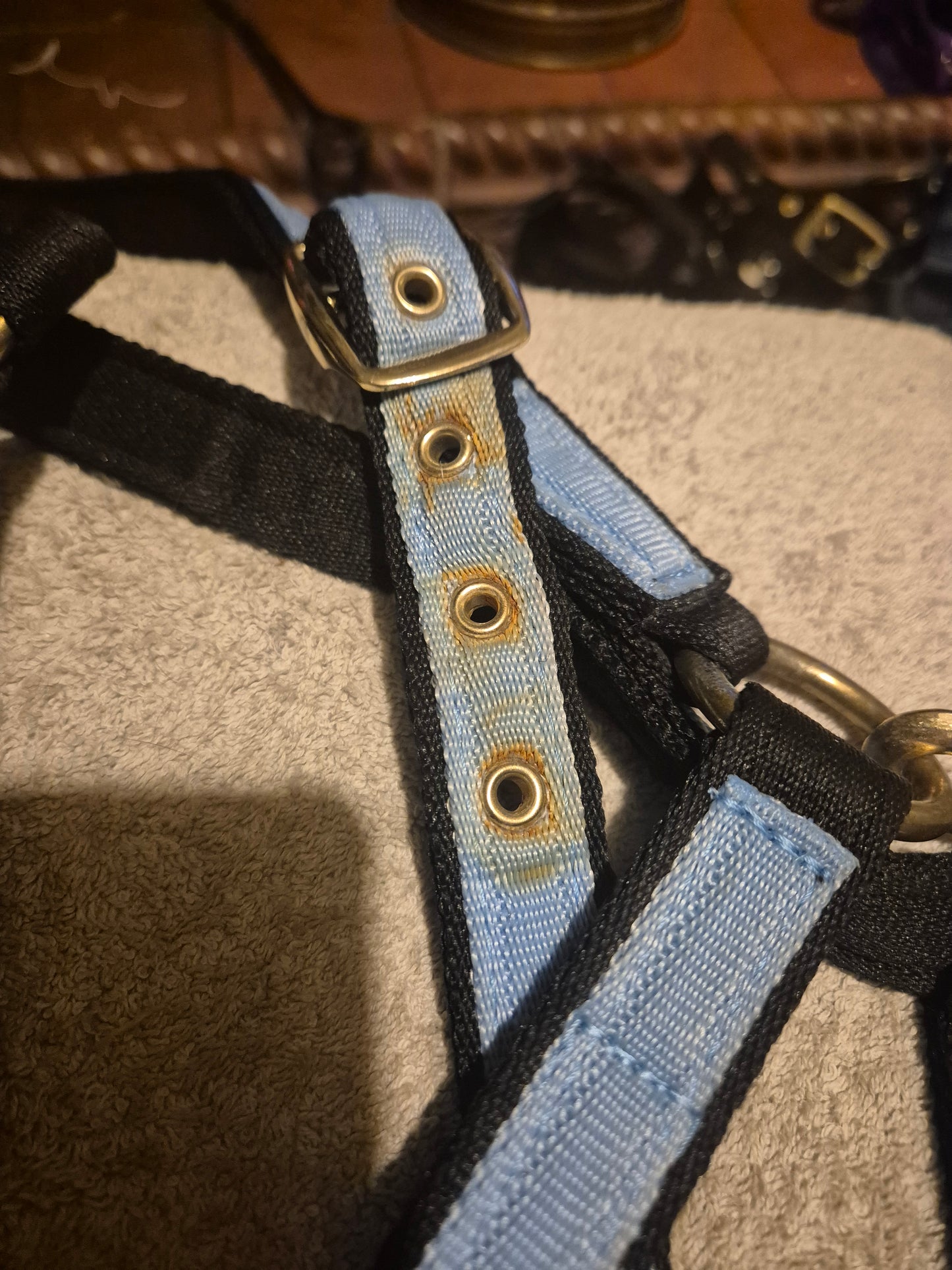Secondhand Cob Blue & Black Headcollar (53)