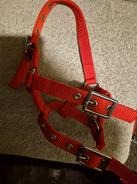 Miniature Red Headcollar (47)