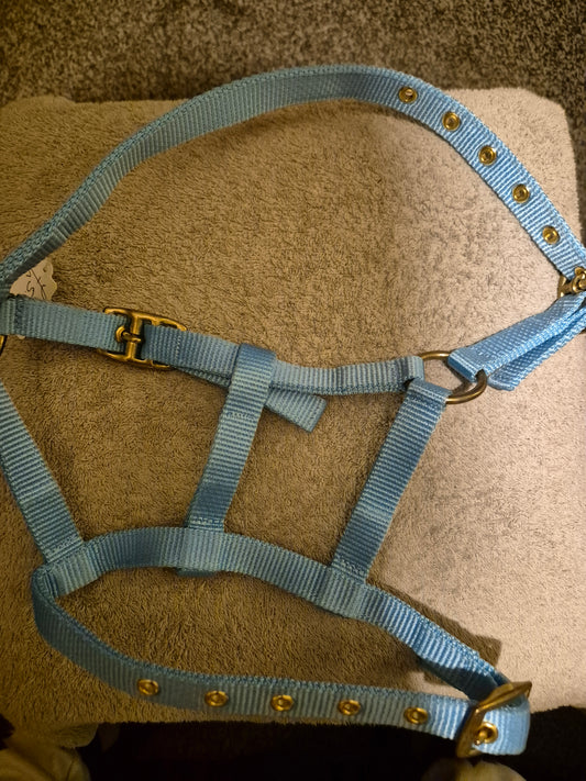 NEW Foal Headcollar- Baby Blue (26)