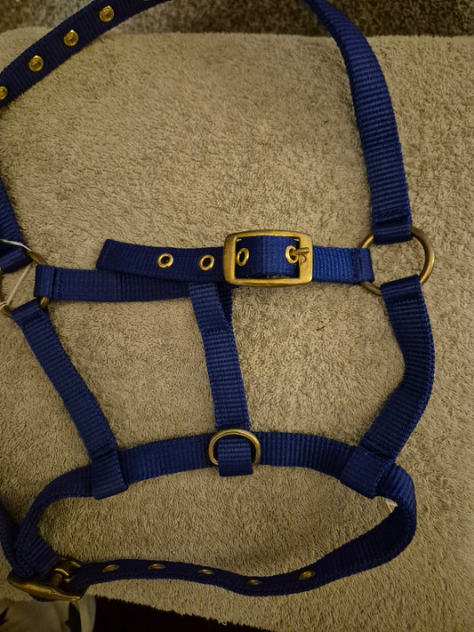 NEW Foal Headcollar - Bright Blue (28)