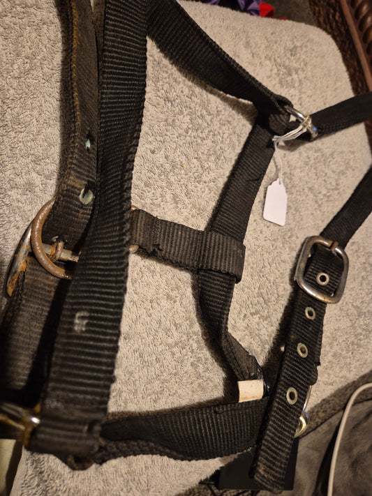 Secondhand Black Cob Headcollar (24)