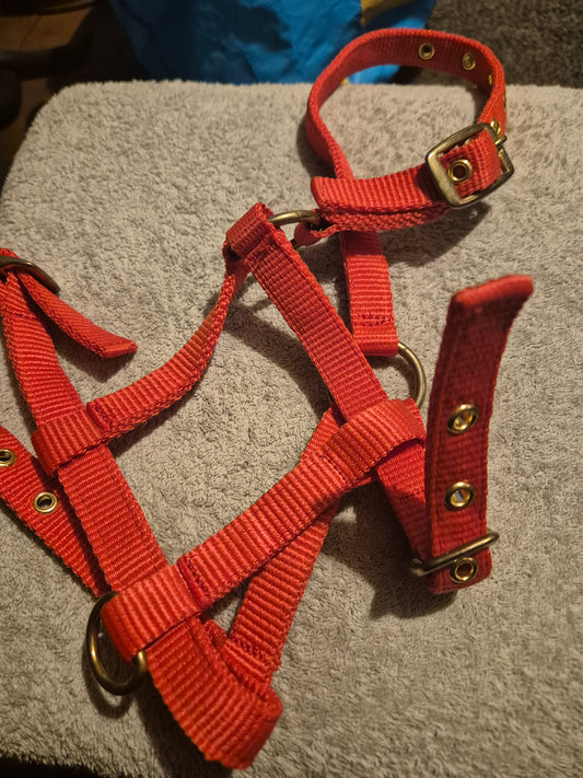 NEW Red Foal Headcollar (13)