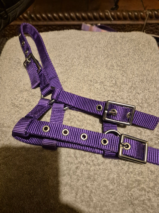 Miniature Purple Headcollar (47)